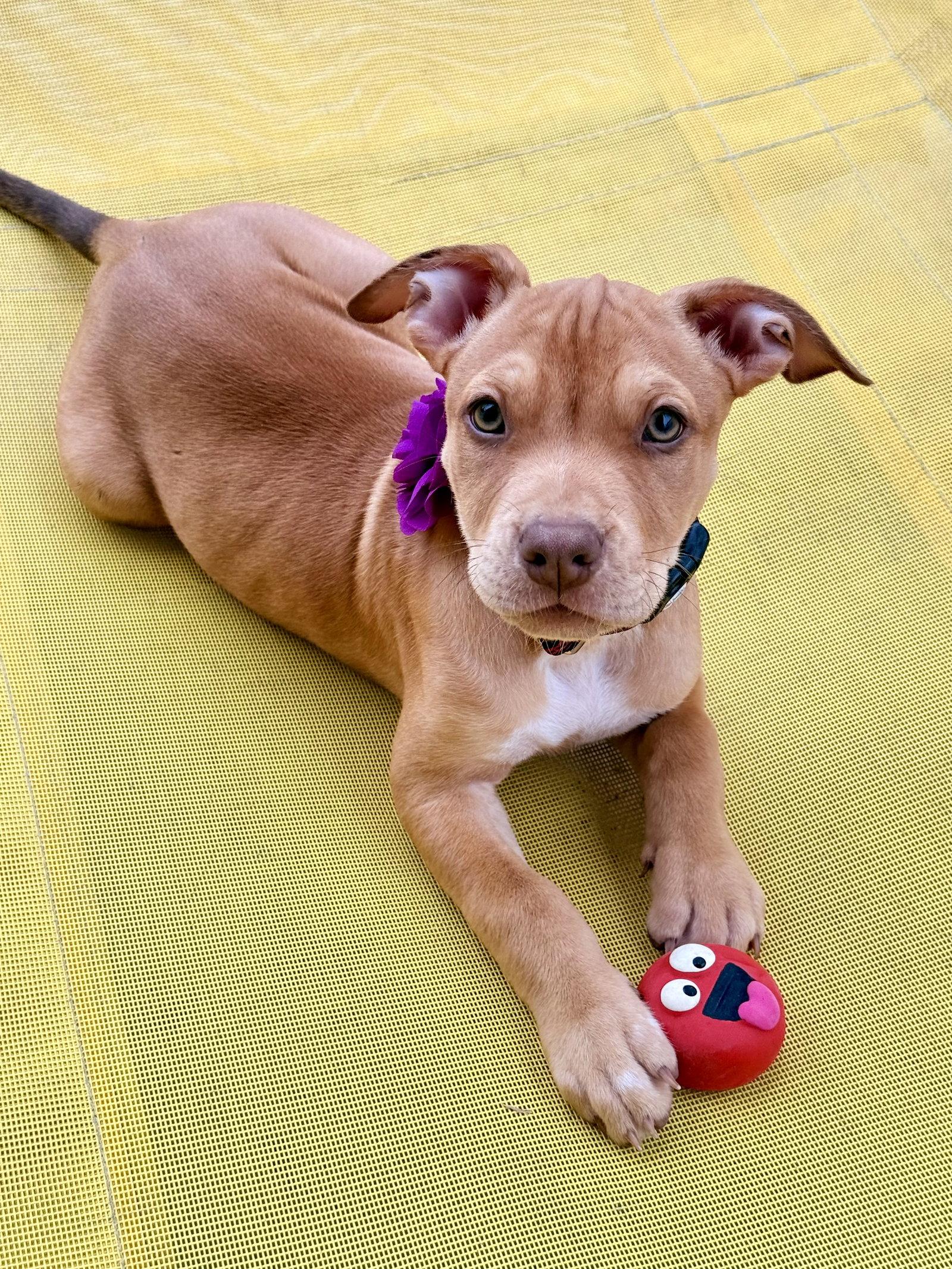 Enlarge Luna's Stars - Star, a Adoptable American Staffordshire Terrier in San Diego, CA image 2/3