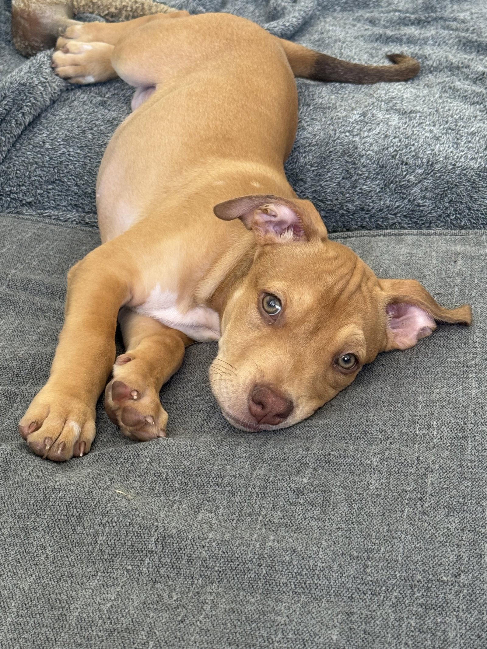 Enlarge Luna's Stars - Star, a Adoptable American Staffordshire Terrier in San Diego, CA image 3/3