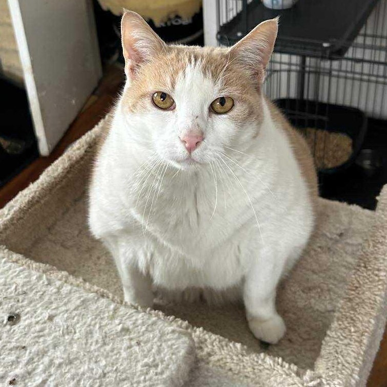 Enlarge Clara (Extra Large puppy like cat!), an adopted Domestic Short Hair in Huntington, NY image 1/5