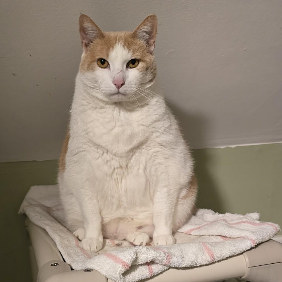 Enlarge Clara (Extra Large puppy like cat!), an adopted Domestic Short Hair in Huntington, NY image 2/5