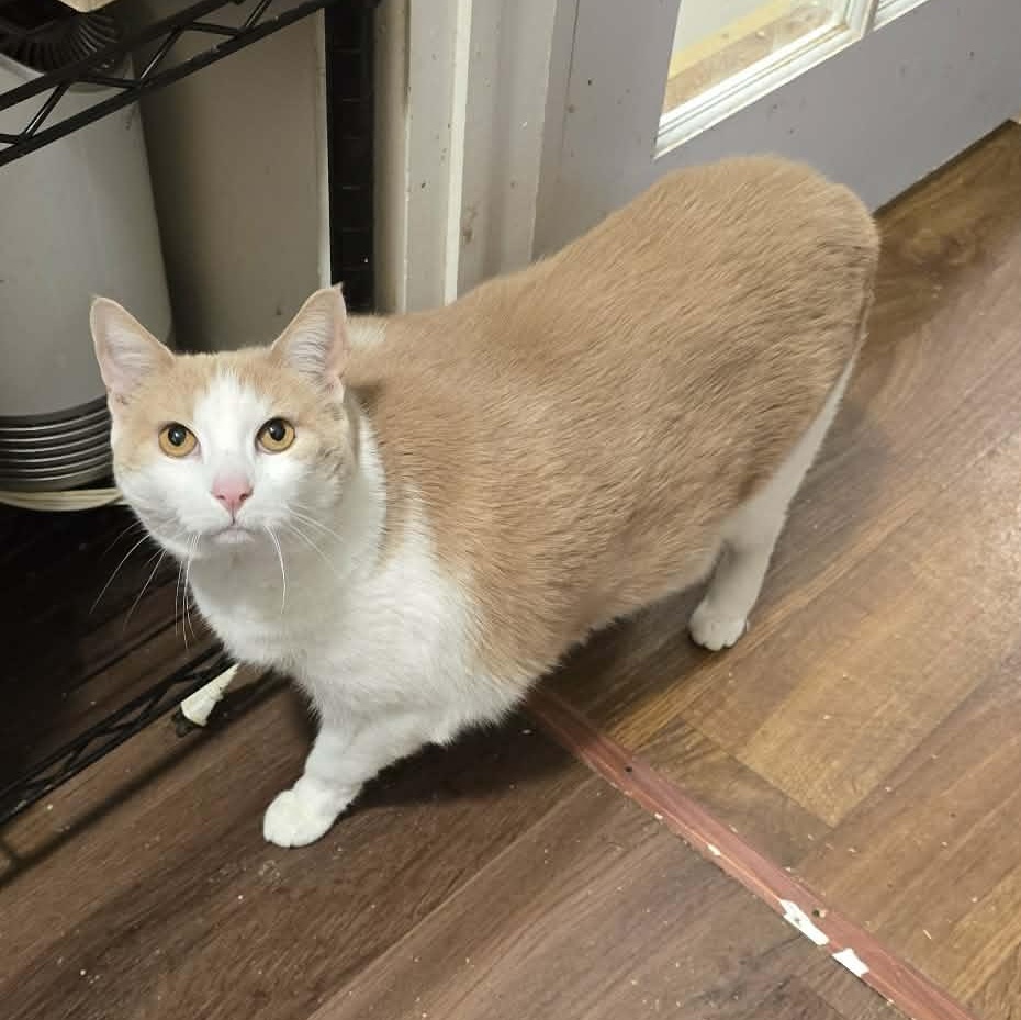 Enlarge Clara (Extra Large puppy like cat!), an adopted Domestic Short Hair in Huntington, NY image 3/5