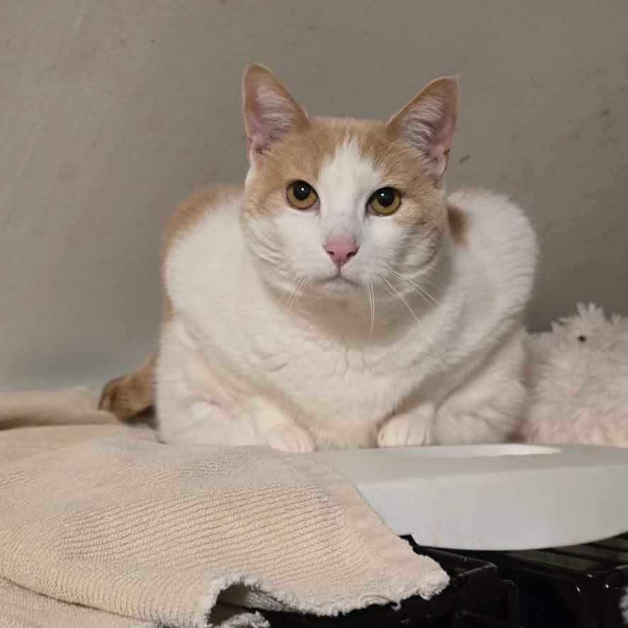 Enlarge Clara (Extra Large puppy like cat!), an adopted Domestic Short Hair in Huntington, NY image 5/5