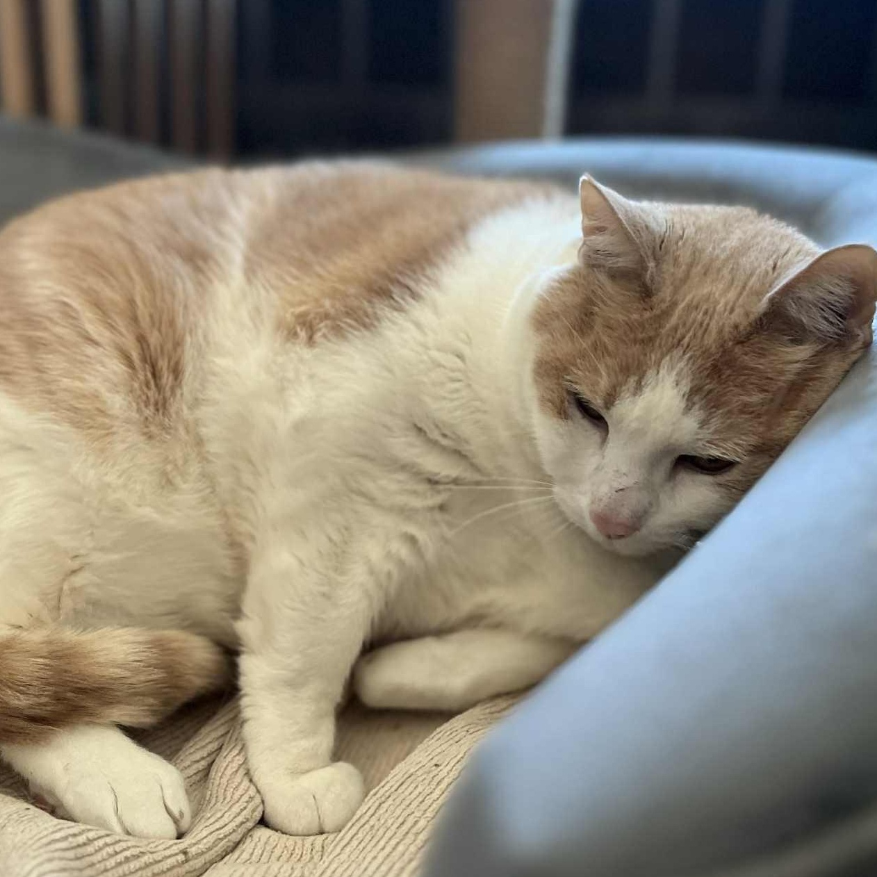 Enlarge Clara (Extra Large puppy like cat!), an adopted Domestic Short Hair in Huntington, NY image 4/5