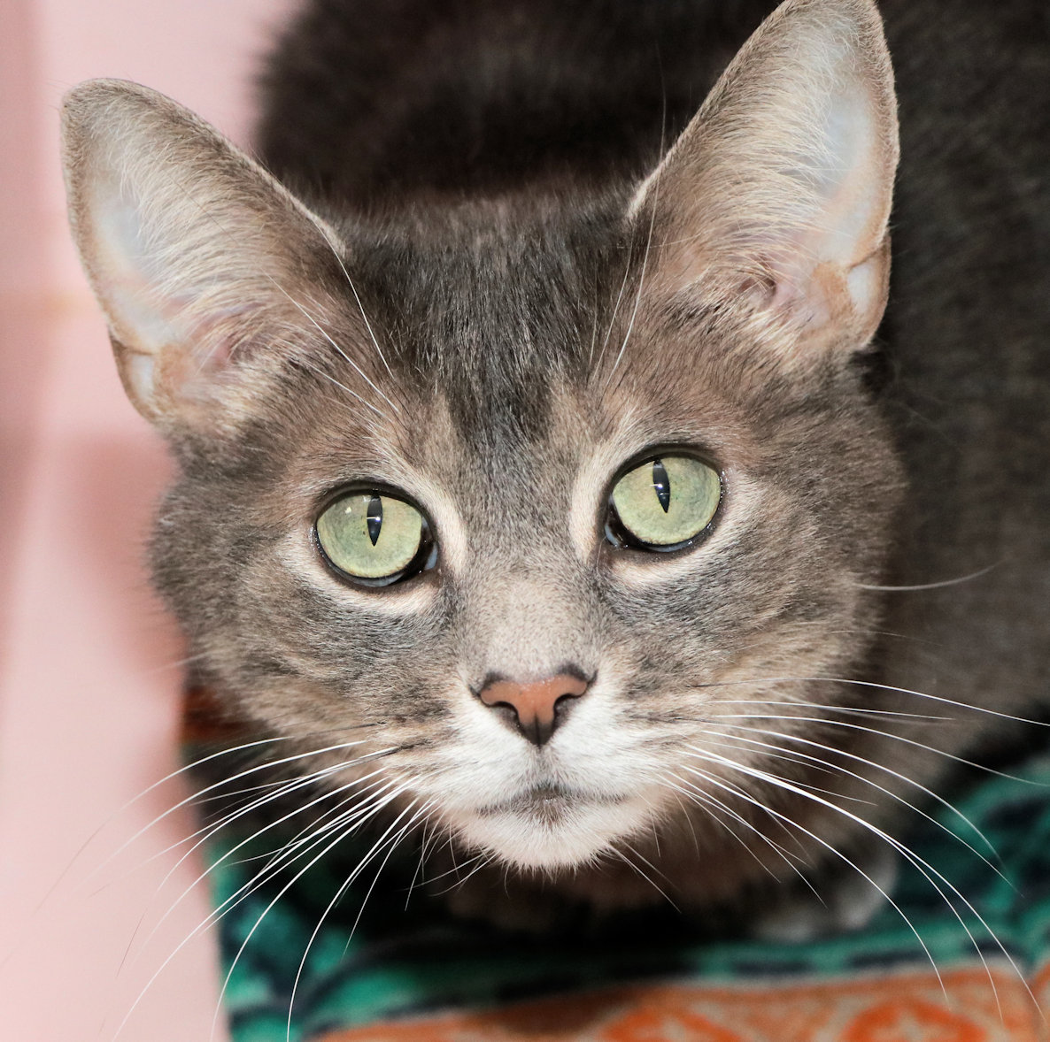 Charlize, a Adoptable Domestic Short Hair in Cincinnati, OH image 1/3