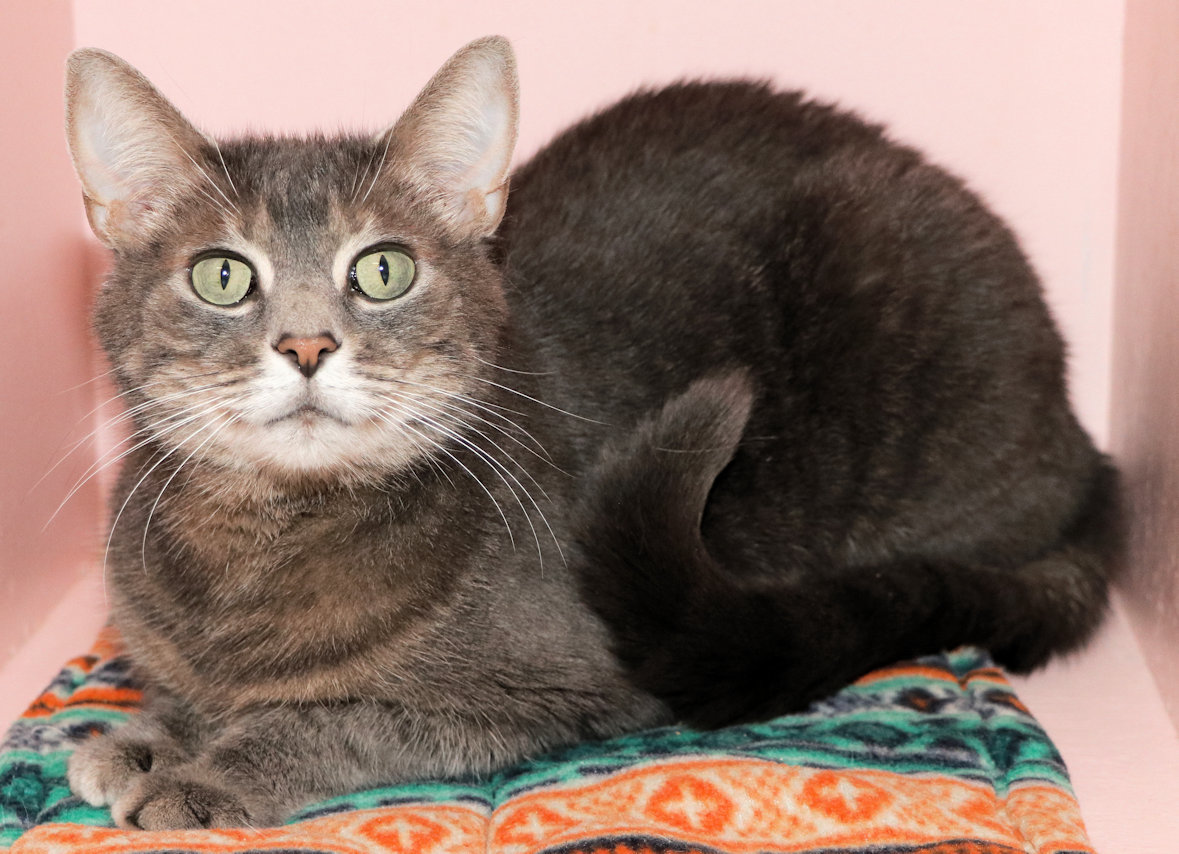 Charlize, a Adoptable Domestic Short Hair in Cincinnati, OH image 2/3