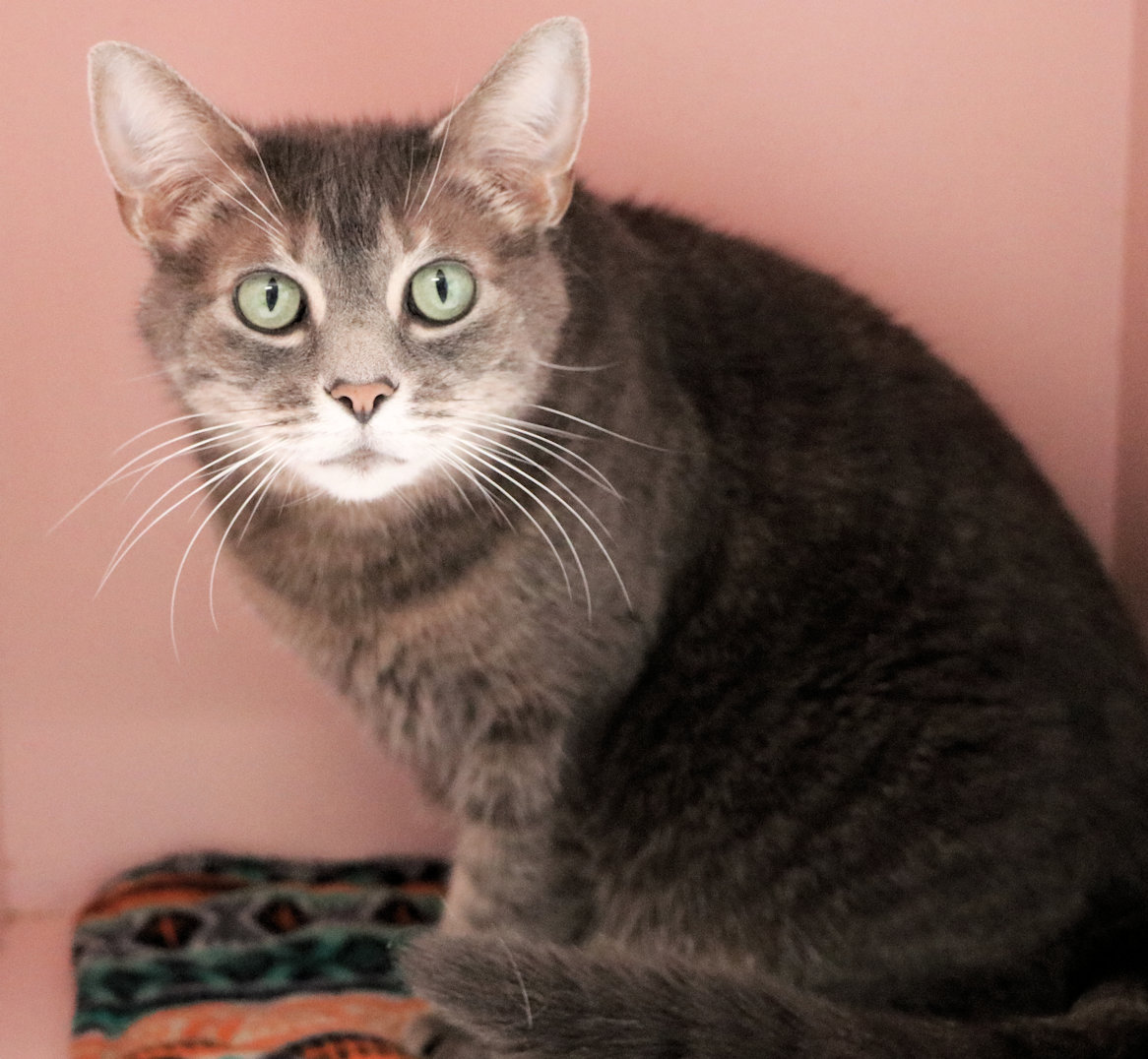 Charlize, a Adoptable Domestic Short Hair in Cincinnati, OH image 3/3