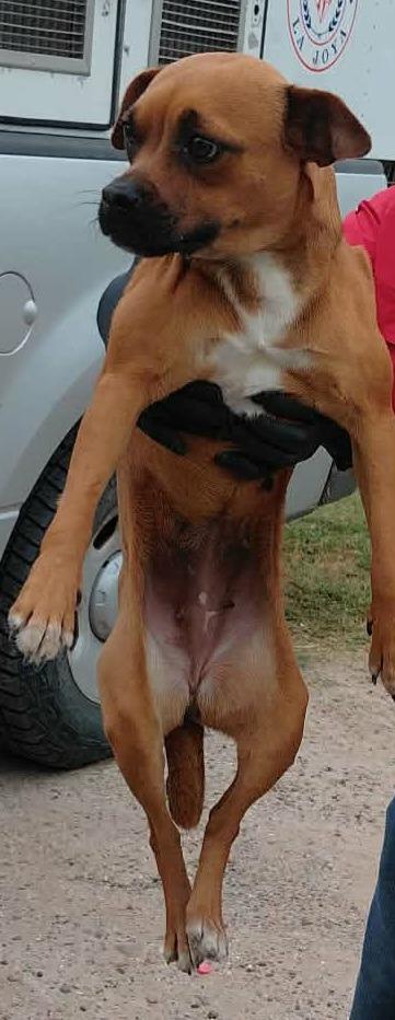Pumpkin Roll, Adopted, Puppy Female Pug.