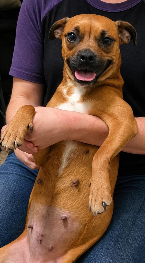 Pumpkin Roll, a Adopted Pug in Fort Stockton, TX image 2/2