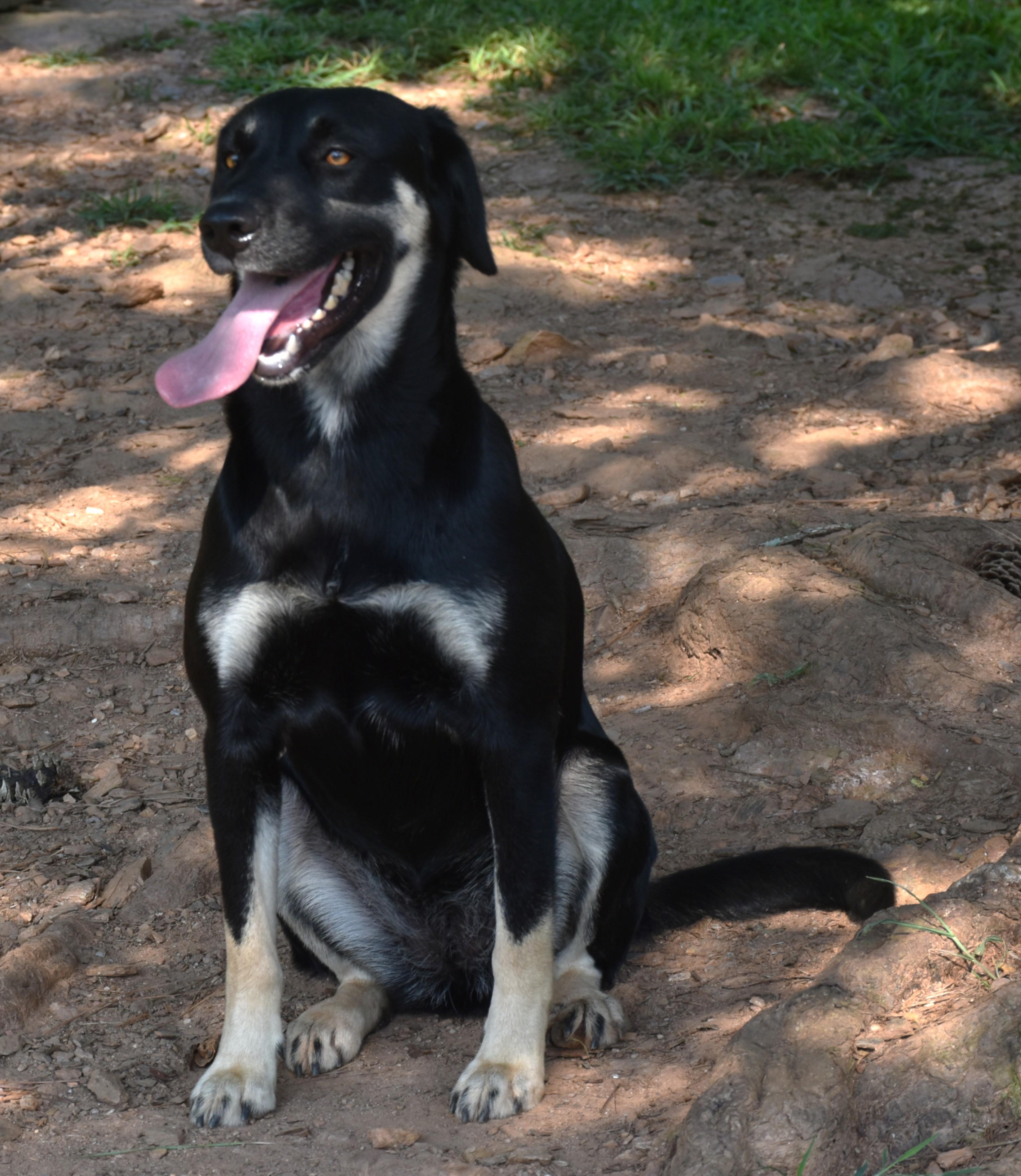 Enlarge Paris, a Adoptable mixed breed in Wedowee, AL image 5/6