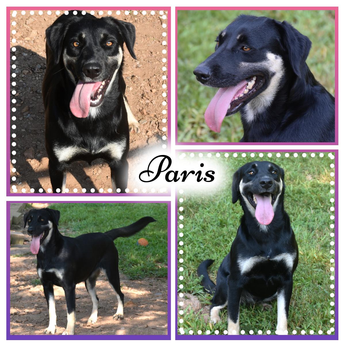 Enlarge Paris, a Adoptable mixed breed in Wedowee, AL image 1/6