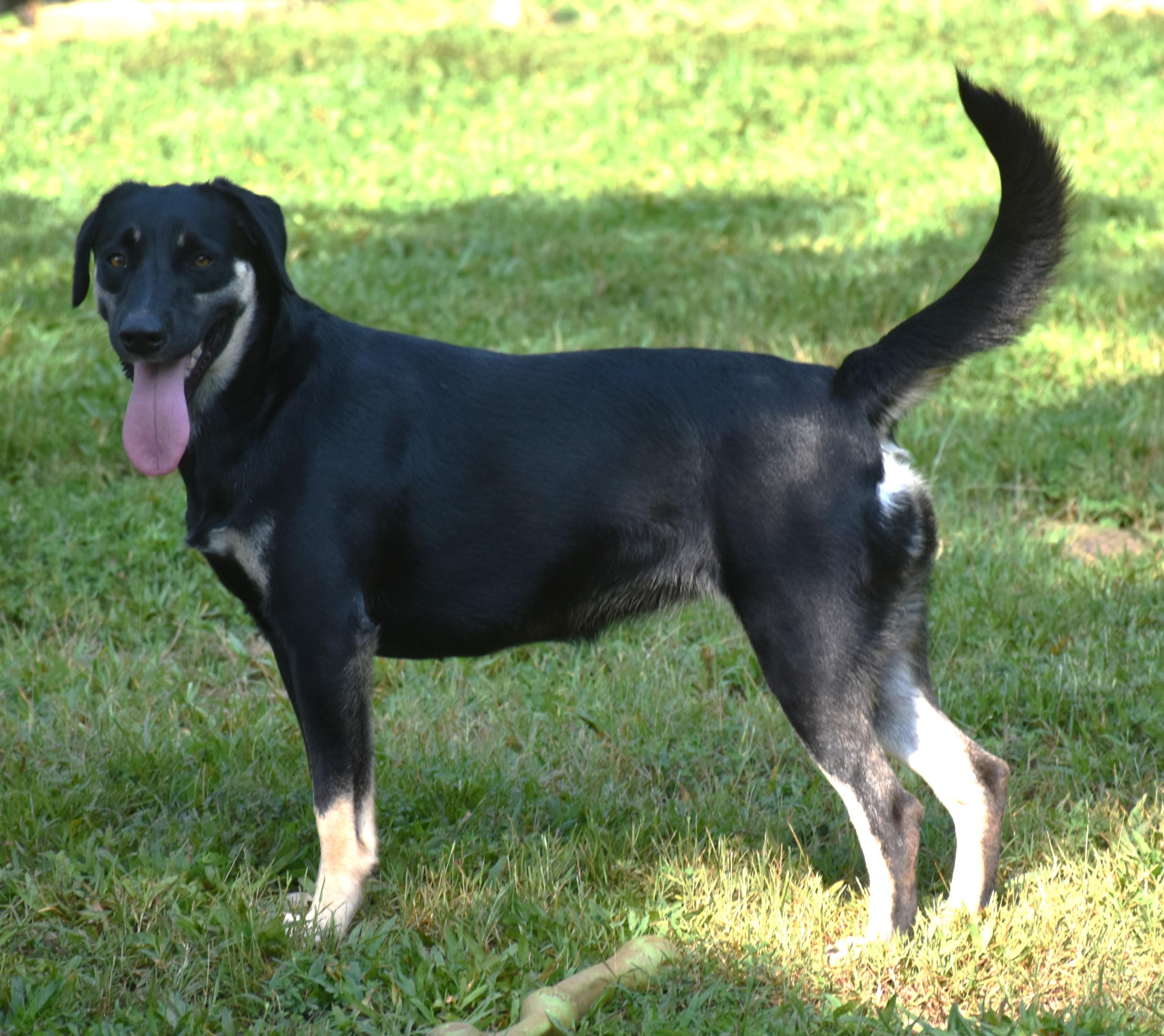 Enlarge Paris, a Adoptable mixed breed in Wedowee, AL image 6/6