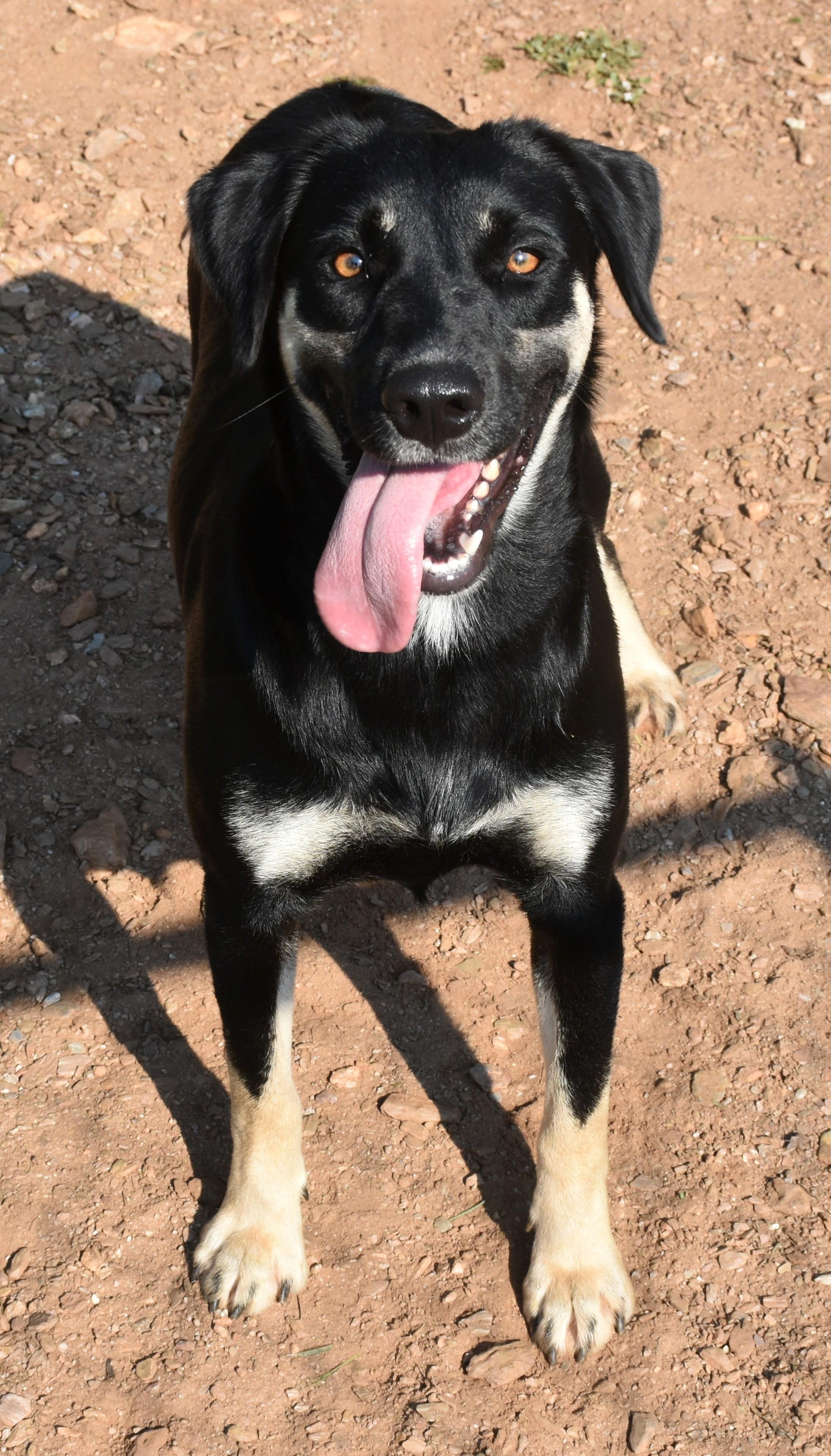 Enlarge Paris, a Adoptable mixed breed in Wedowee, AL image 2/6