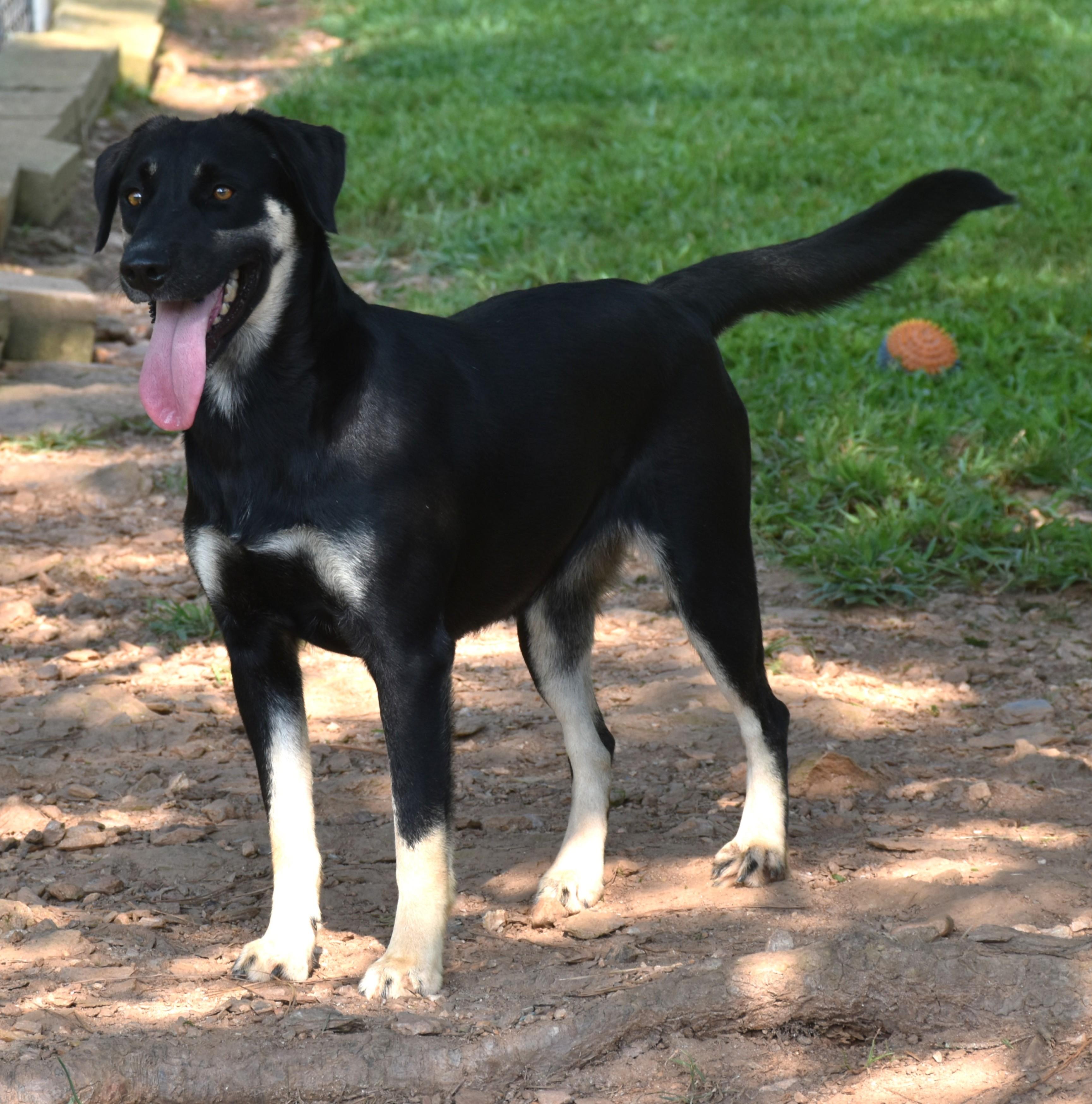 Enlarge Paris, a Adoptable mixed breed in Wedowee, AL image 4/6