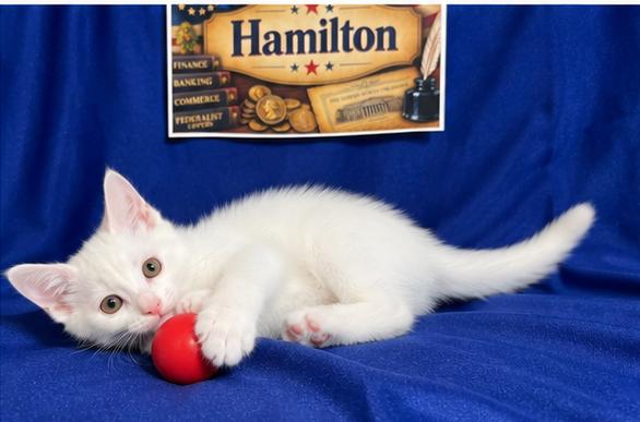 Hamilton, Adoptable, Kitten Male Domestic Short Hair.