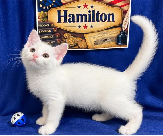Enlarge Hamilton, a Adoptable Domestic Short Hair in Goodlettsville, TN image 2/4