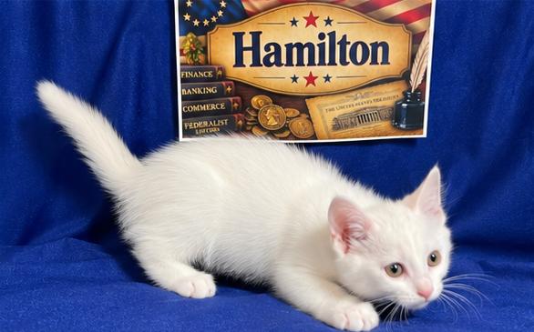 Enlarge Hamilton, a Adoptable Domestic Short Hair in Goodlettsville, TN image 3/4