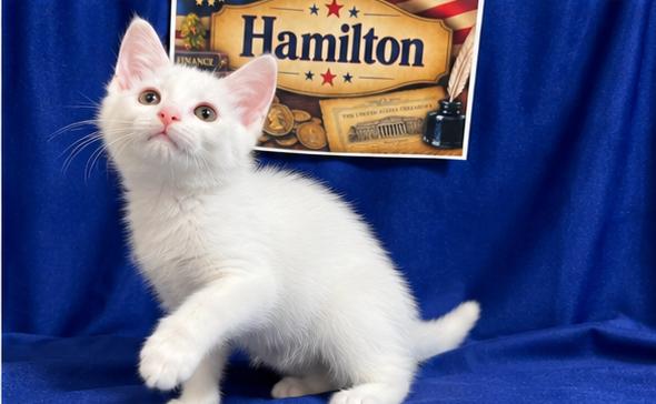 Enlarge Hamilton, a Adoptable Domestic Short Hair in Goodlettsville, TN image 4/4