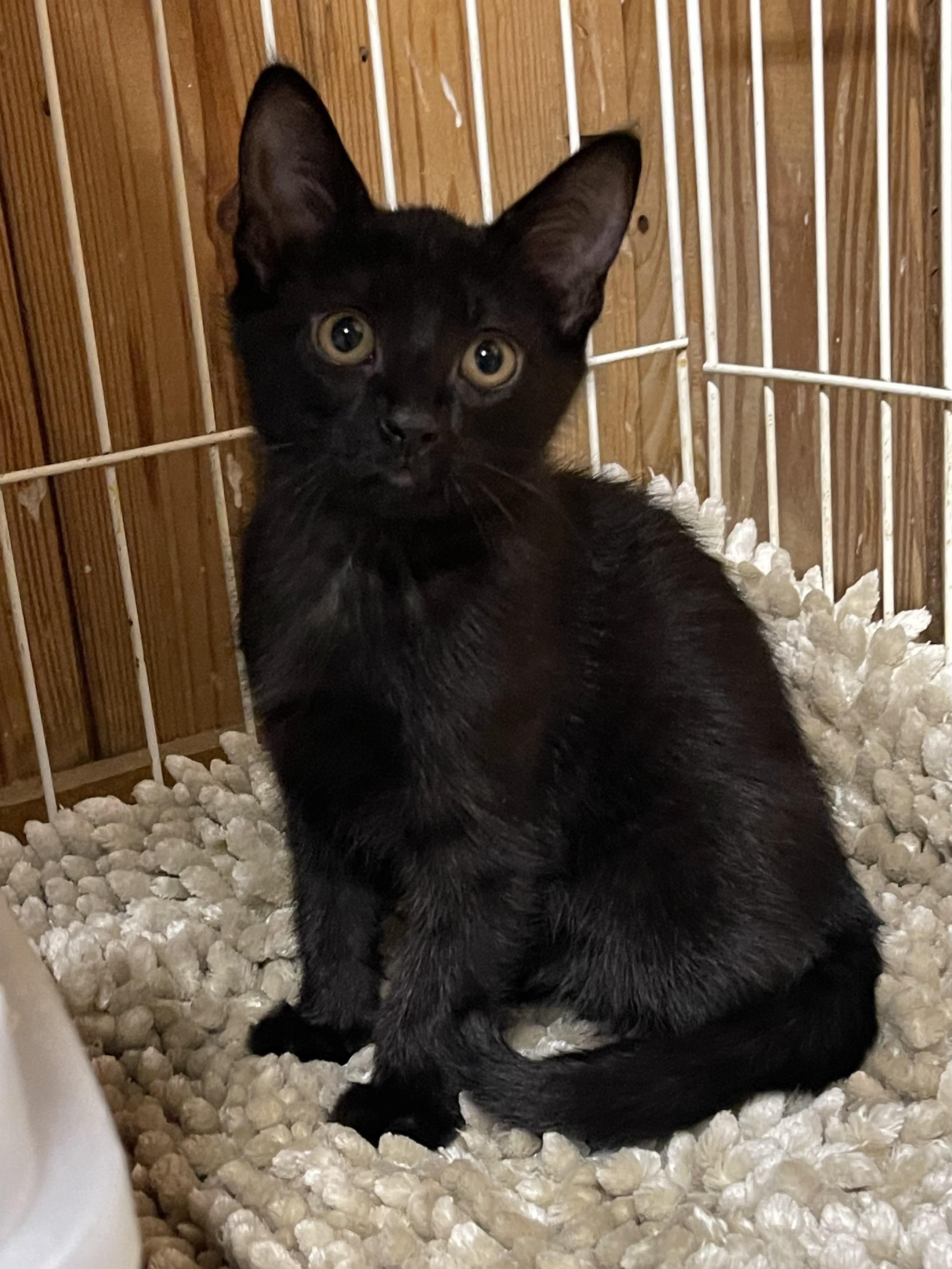 Twilight, a ADOPTABLE Domestic Short Hair in Warren, NJ image 2/3