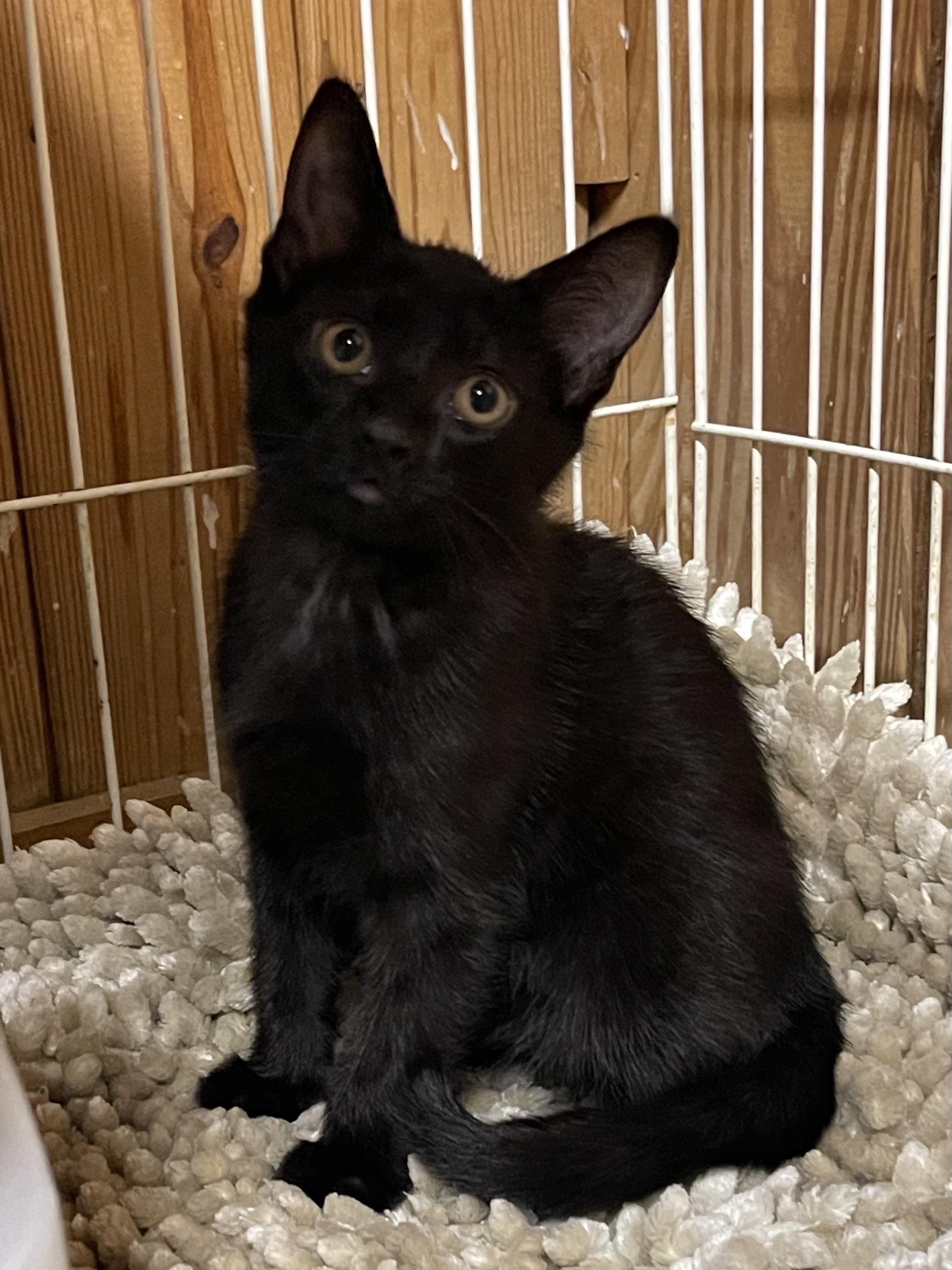 Twilight, a ADOPTABLE Domestic Short Hair in Warren, NJ image 1/3