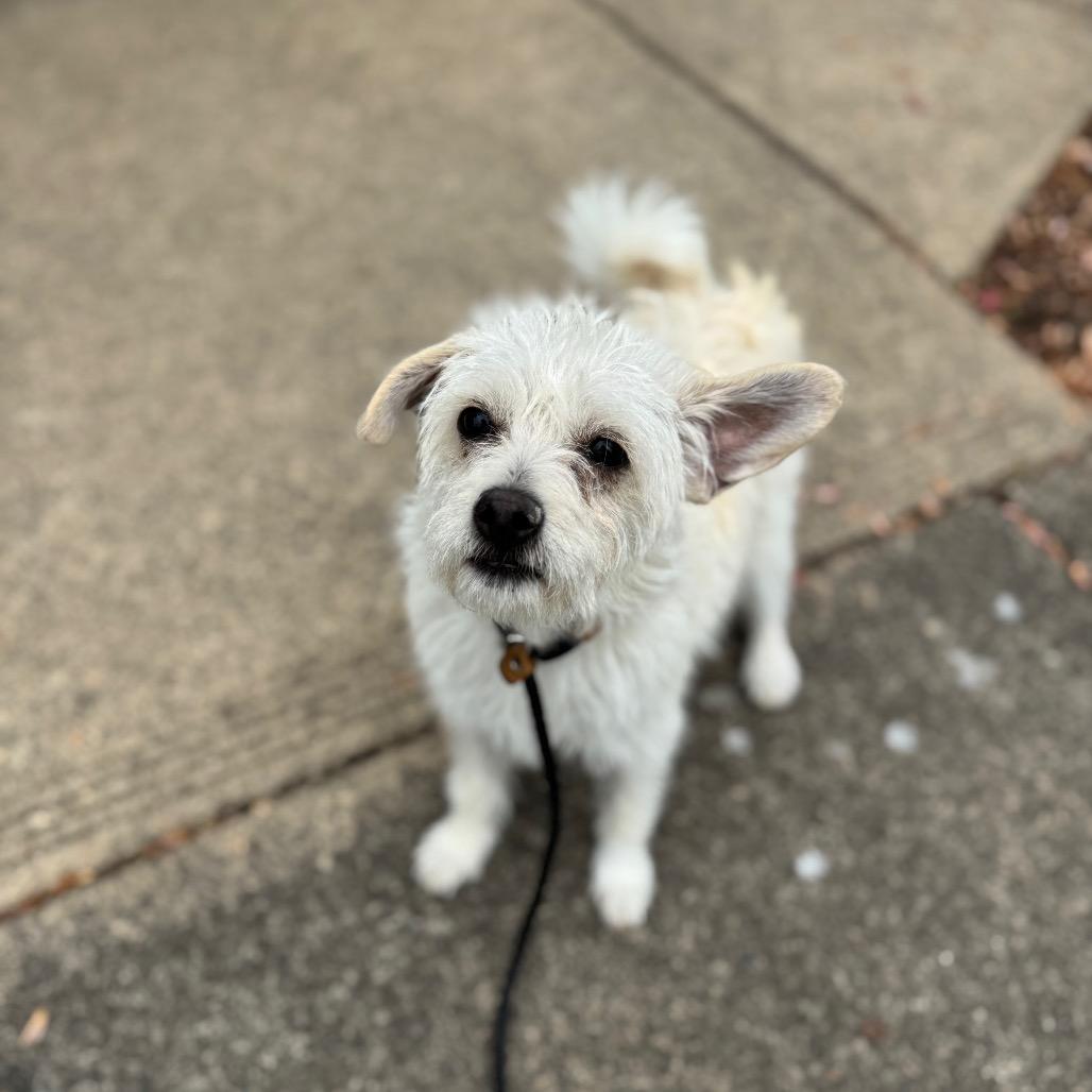 Enlarge Lucy, a Adoptable mixed breed in Newberg, OR image 1/6