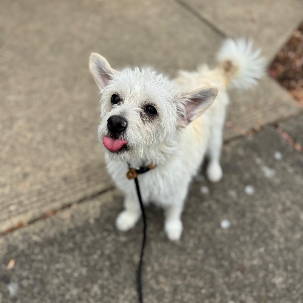 Enlarge Lucy, a Adoptable mixed breed in Newberg, OR image 2/6