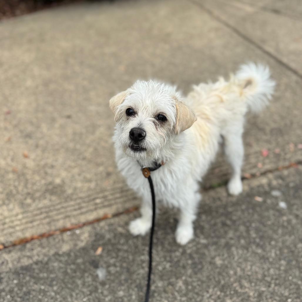 Enlarge Lucy, a Adoptable mixed breed in Newberg, OR image 3/6