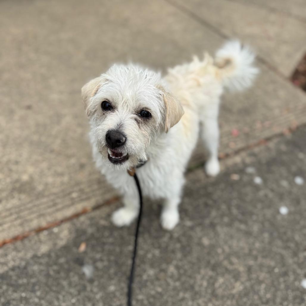 Enlarge Lucy, a Adoptable mixed breed in Newberg, OR image 4/6