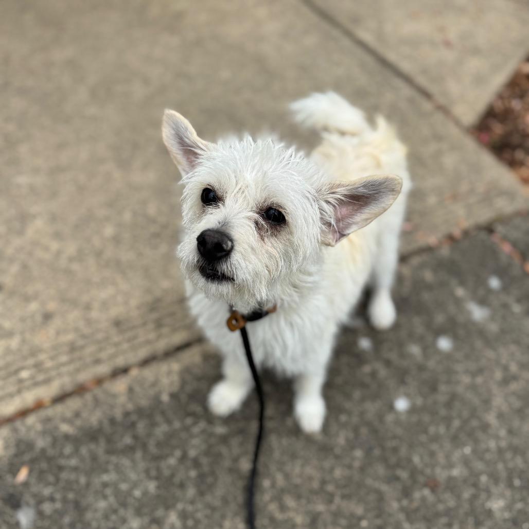 Enlarge Lucy, a Adoptable mixed breed in Newberg, OR image 5/6