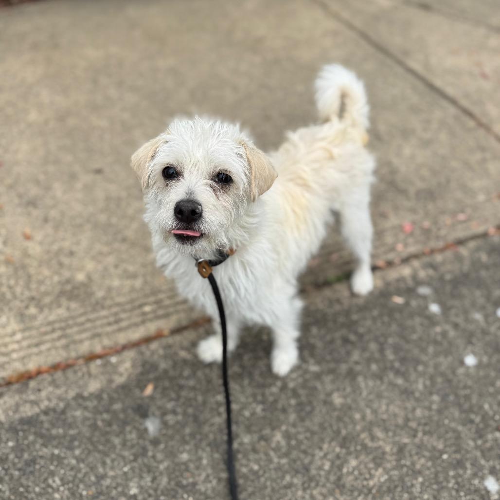 Enlarge Lucy, a Adoptable mixed breed in Newberg, OR image 6/6