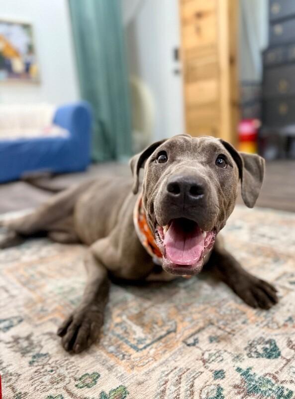 Fizz with that Soul Dog Spark, Adoptable, Adult Female Labrador Retriever & Weimaraner.