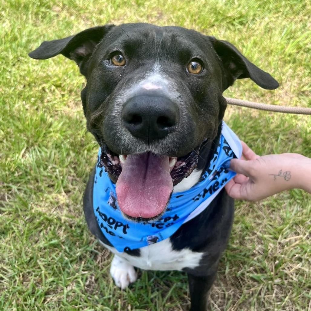 Enlarge Biggie, a Adoptable mixed breed in Napa, CA image 1/6