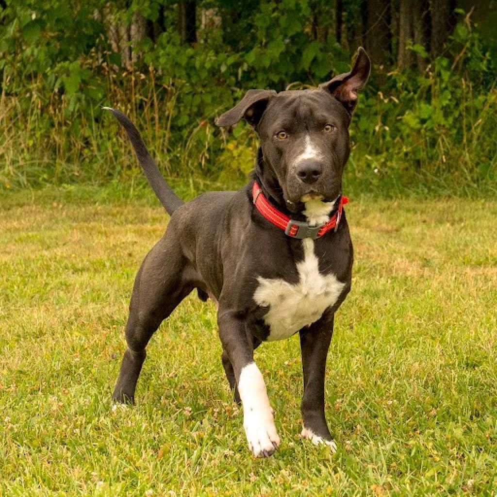 Enlarge Biggie, a Adoptable mixed breed in Napa, CA image 2/6