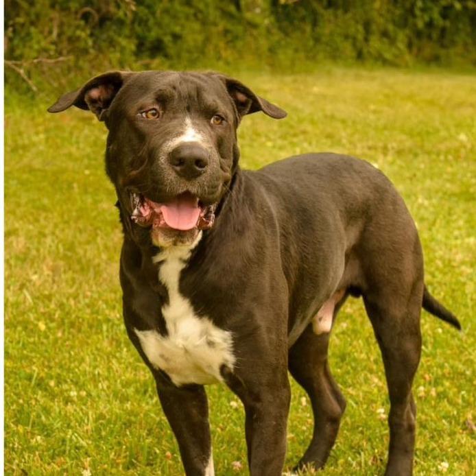 Enlarge Biggie, a Adoptable mixed breed in Napa, CA image 3/6