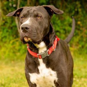 Enlarge Biggie, a Adoptable mixed breed in Napa, CA image 4/6