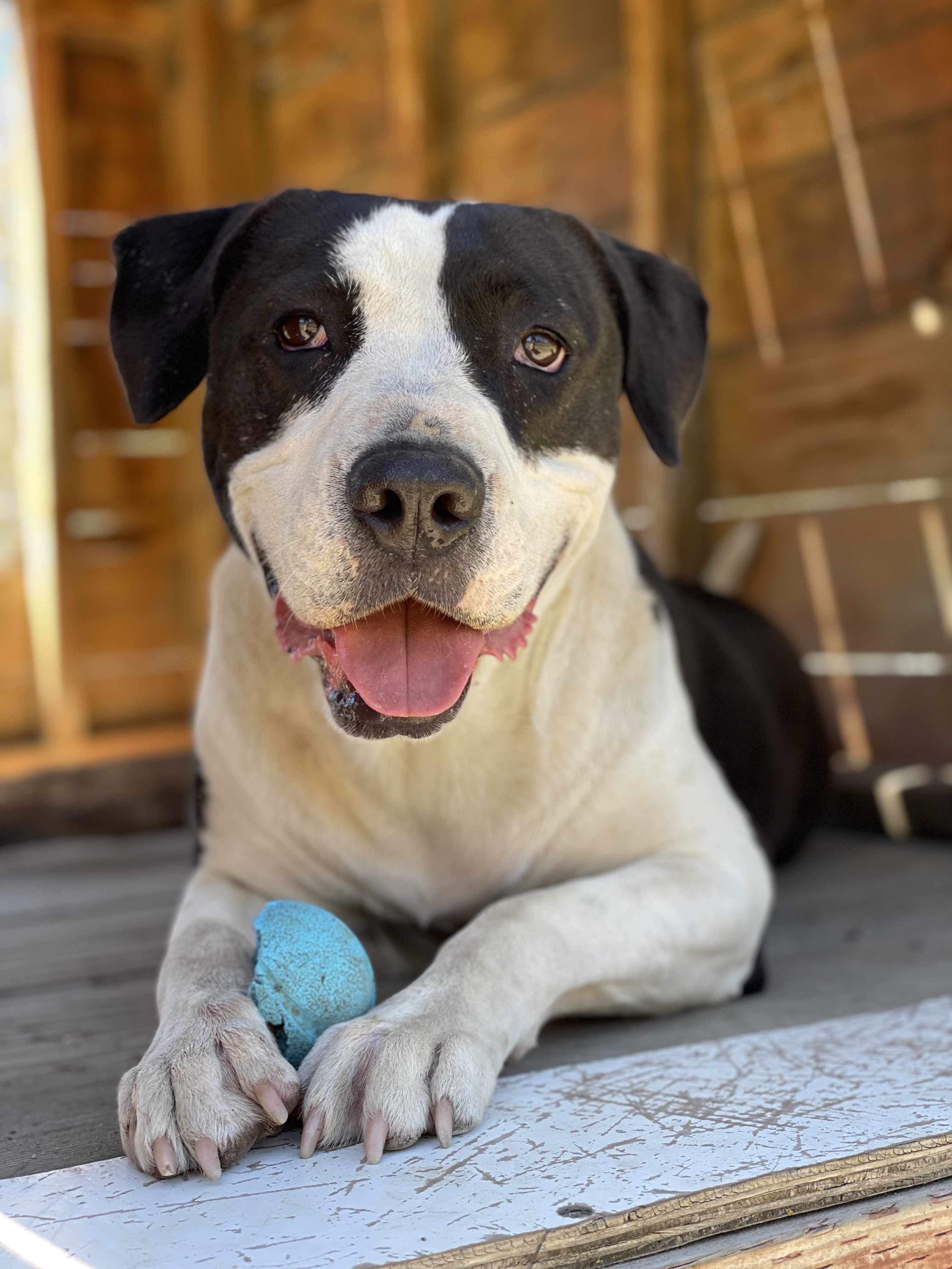 Enlarge Lola, a Adoptable mixed breed in Mountain Center, CA image 2/10
