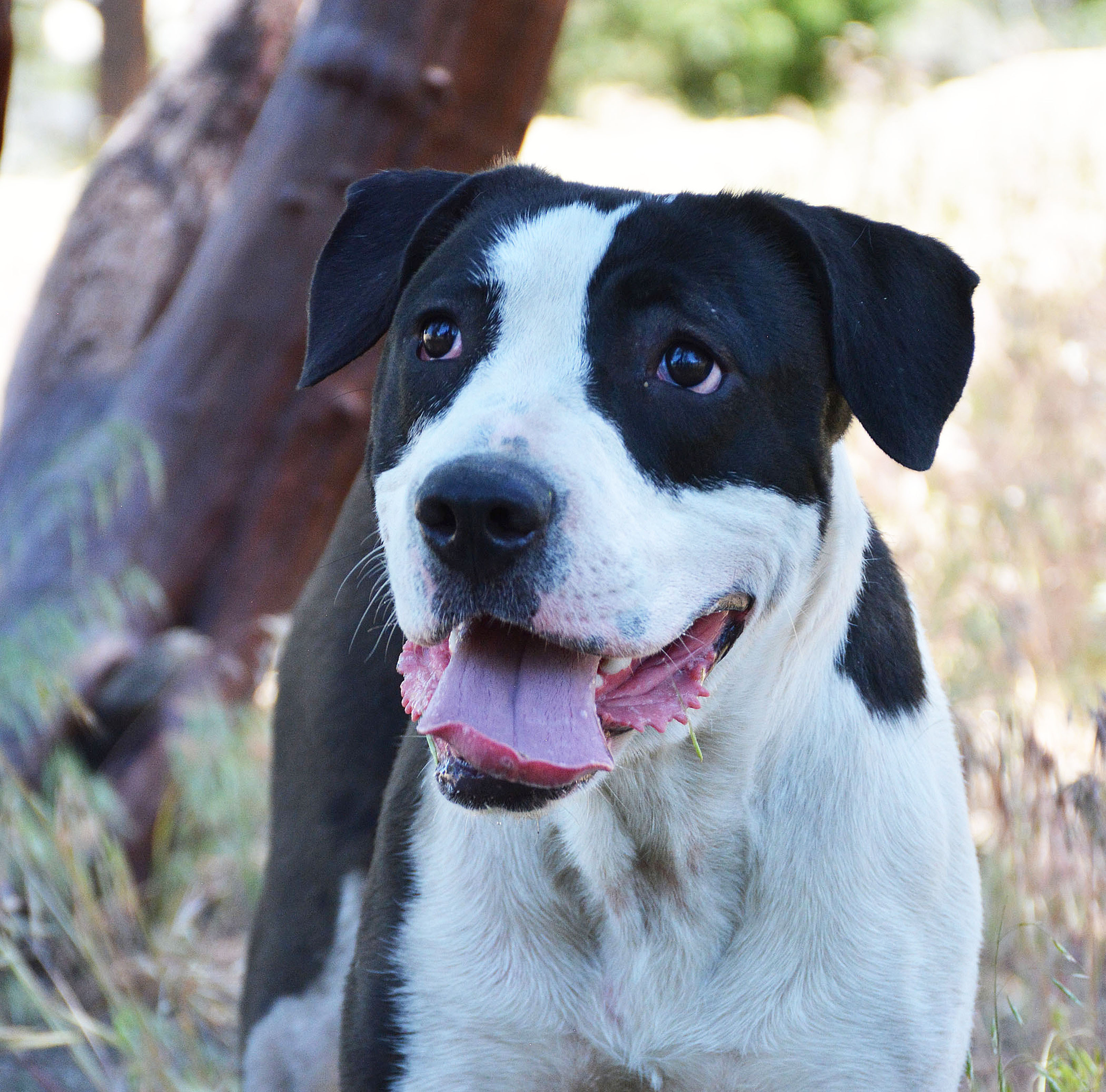 Enlarge Lola, a Adoptable mixed breed in Mountain Center, CA image 3/10