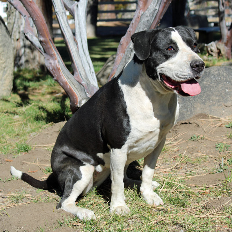 Enlarge Lola, a Adoptable mixed breed in Mountain Center, CA image 4/10