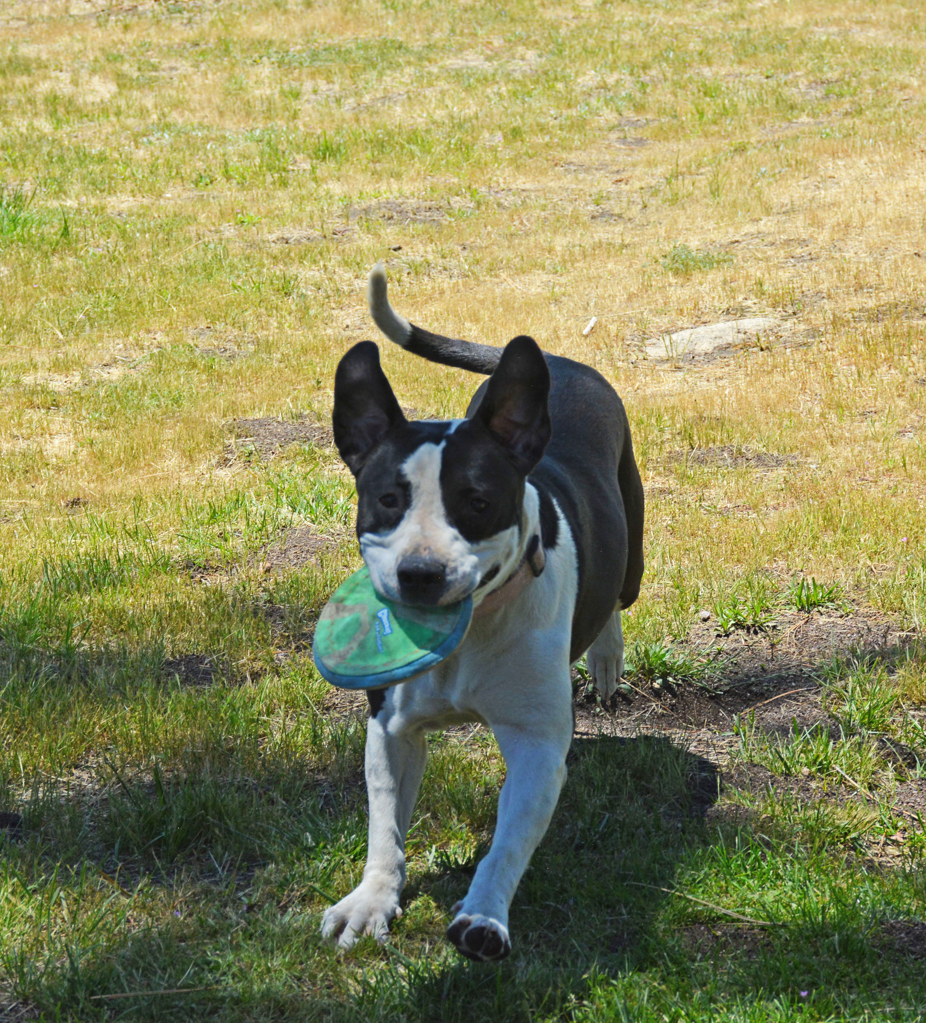 Enlarge Lola, a Adoptable mixed breed in Mountain Center, CA image 5/10