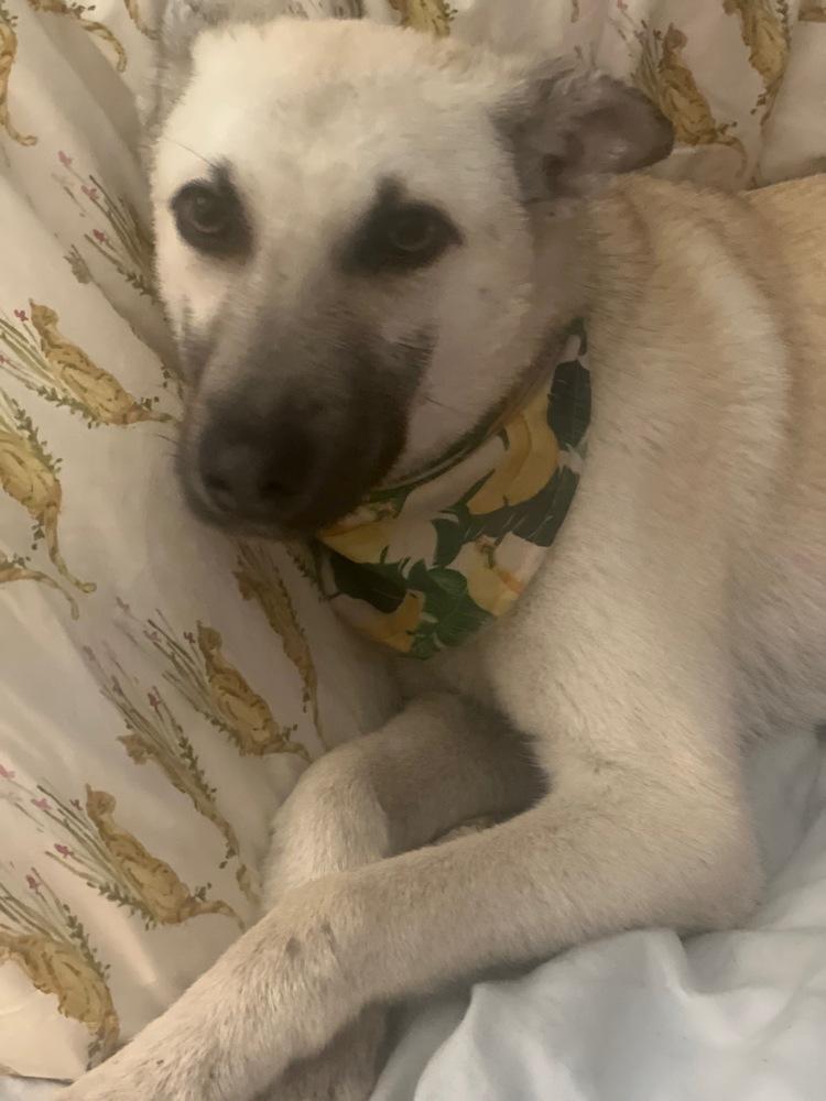 Bella - located in CA