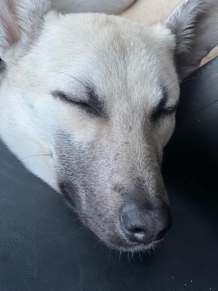 Bella - located in CA — thumbnail 2