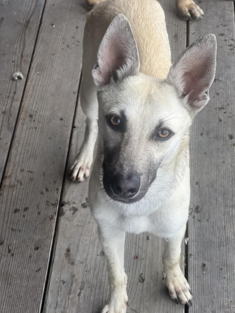 Bella - located in CA — thumbnail 3