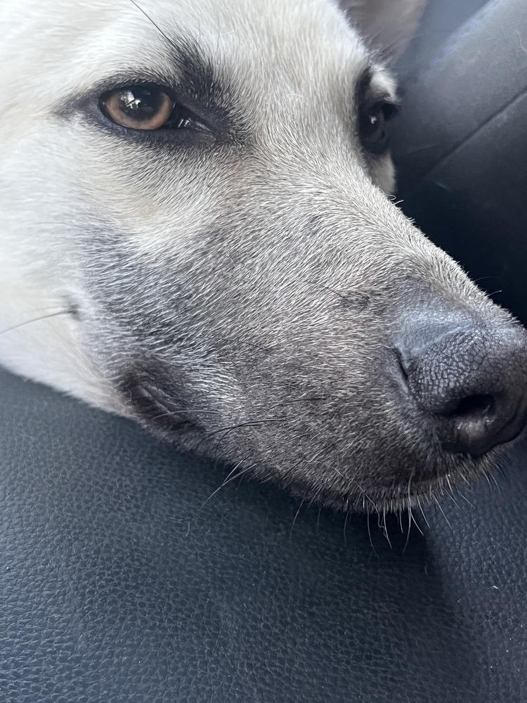 Bella - located in CA — thumbnail 4