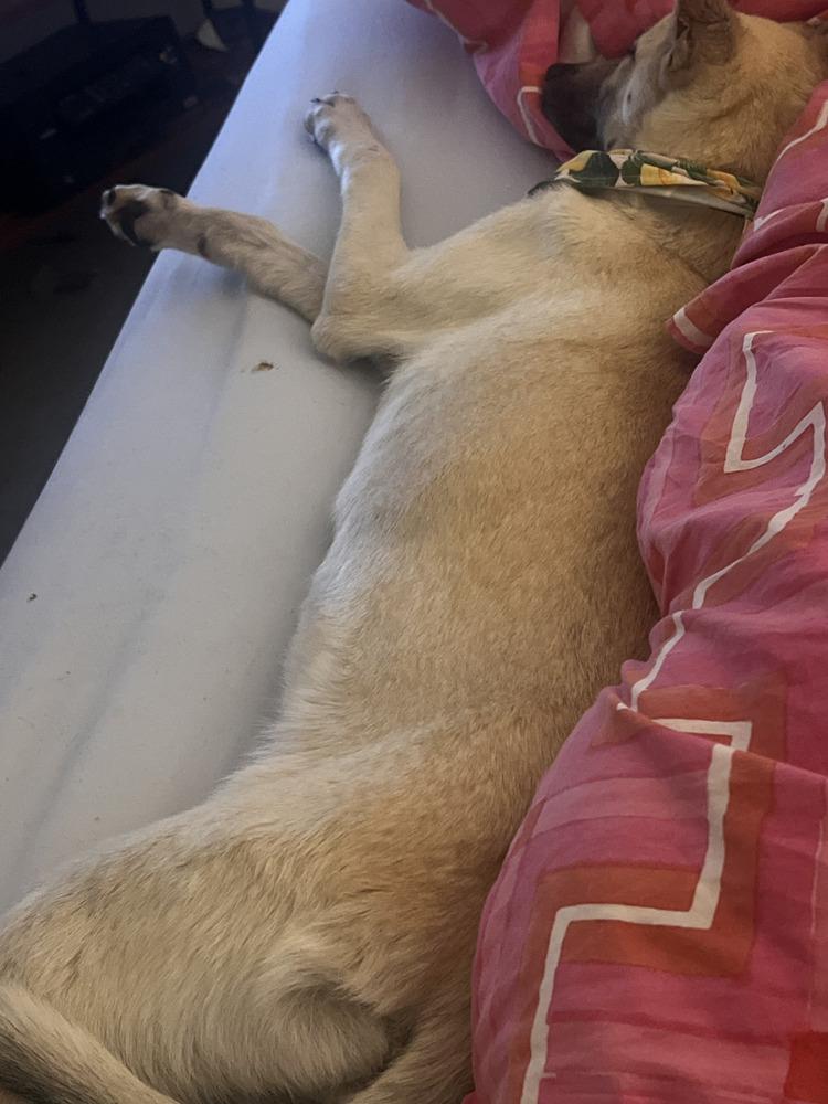 Bella - located in CA — thumbnail 5