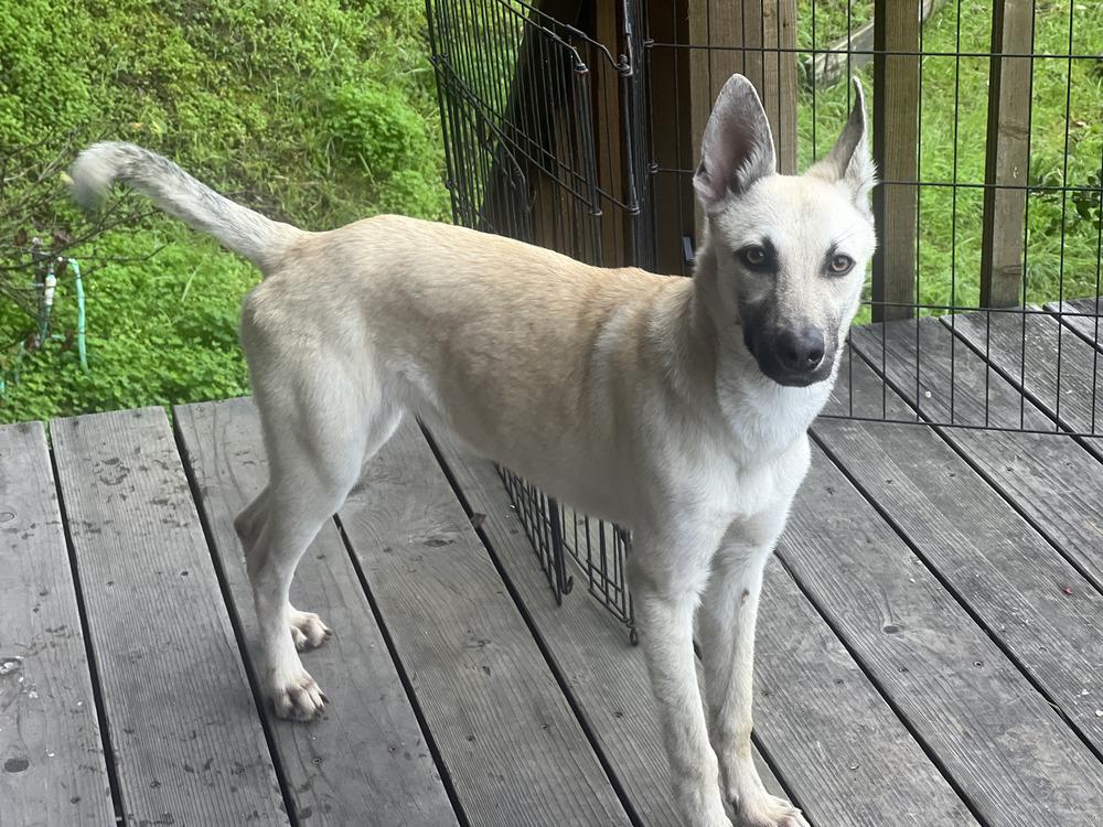 Bella - located in CA — thumbnail 6