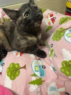 Chloe — thumbnail 2