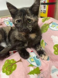 Chloe — thumbnail 3