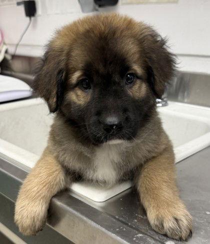 Iris, Adopted, Puppy Female German Shepherd Dog.