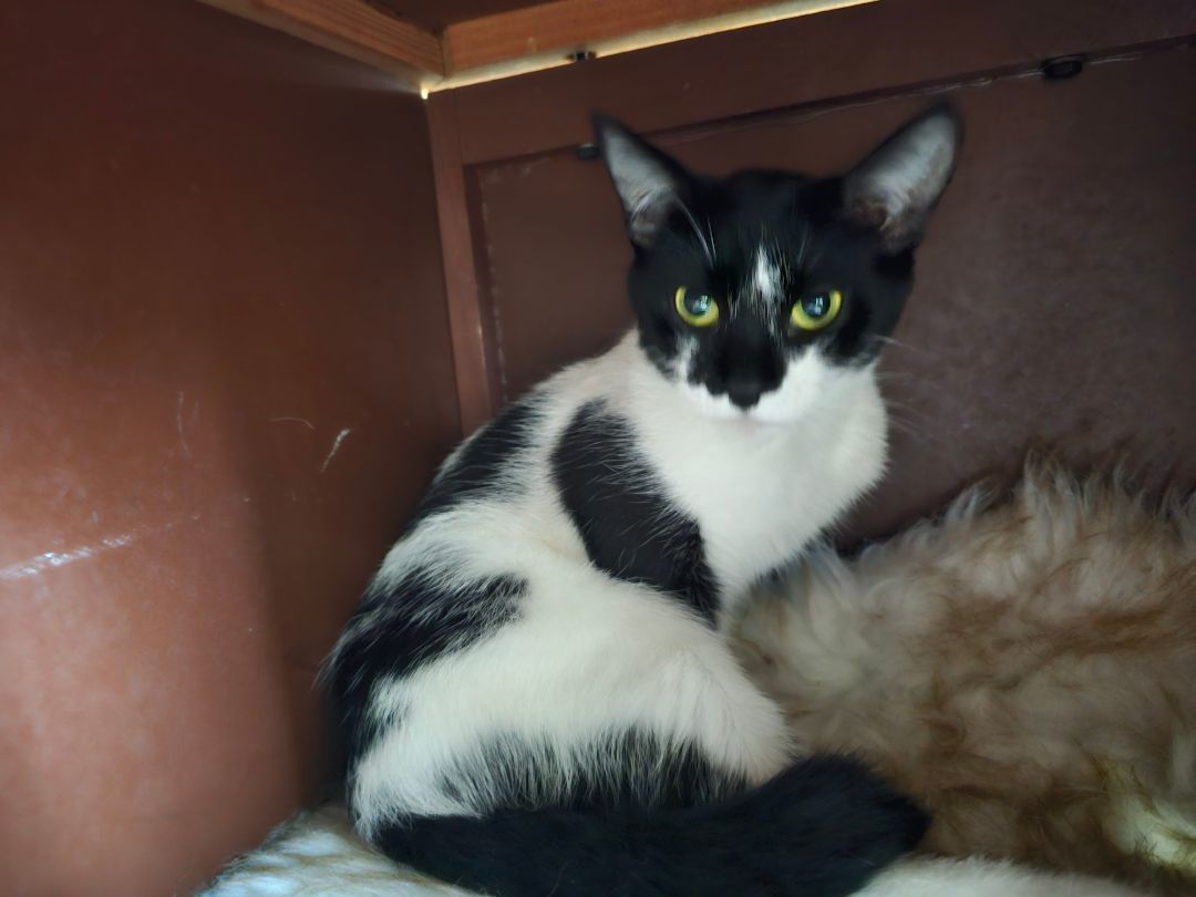 Enlarge Valantina, a Adopted American Shorthair in Frederick, MD image 1/4