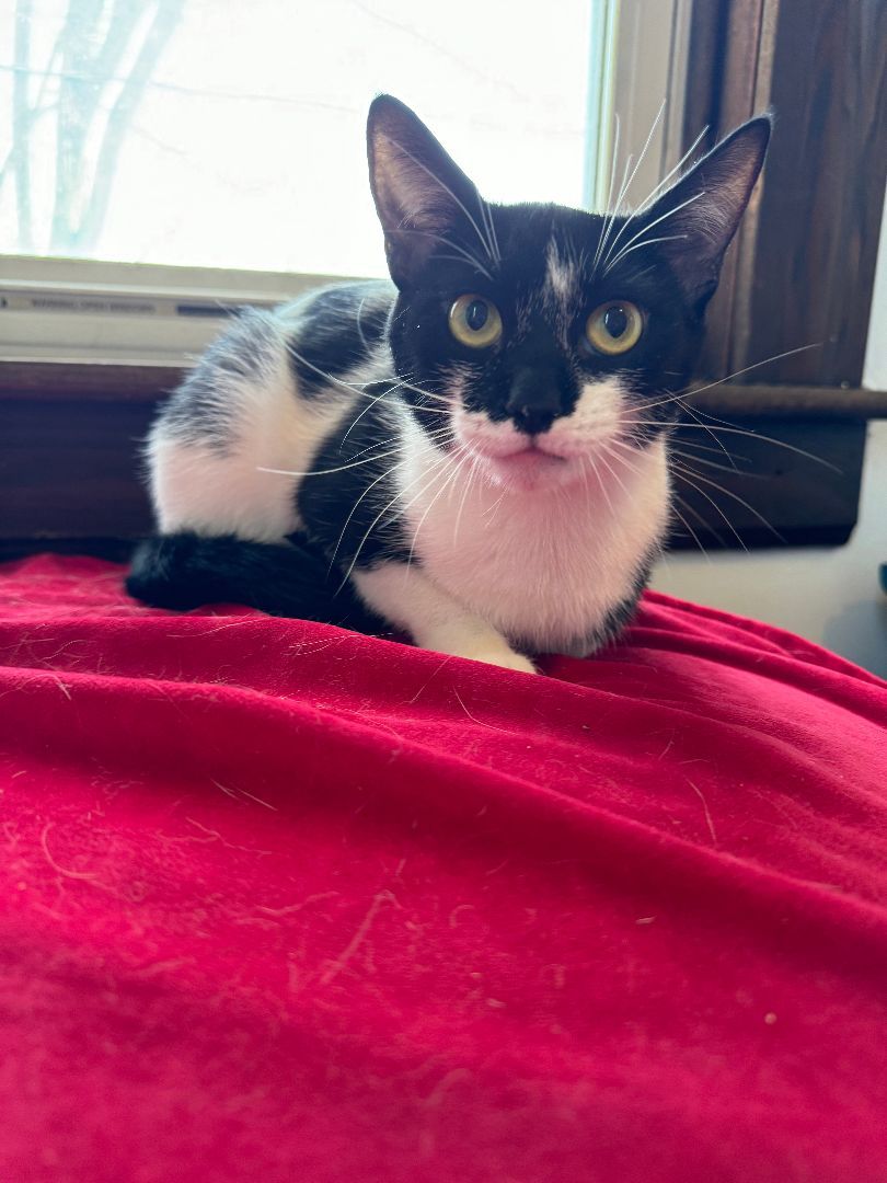 Enlarge Valantina, a Adopted American Shorthair in Frederick, MD image 2/4