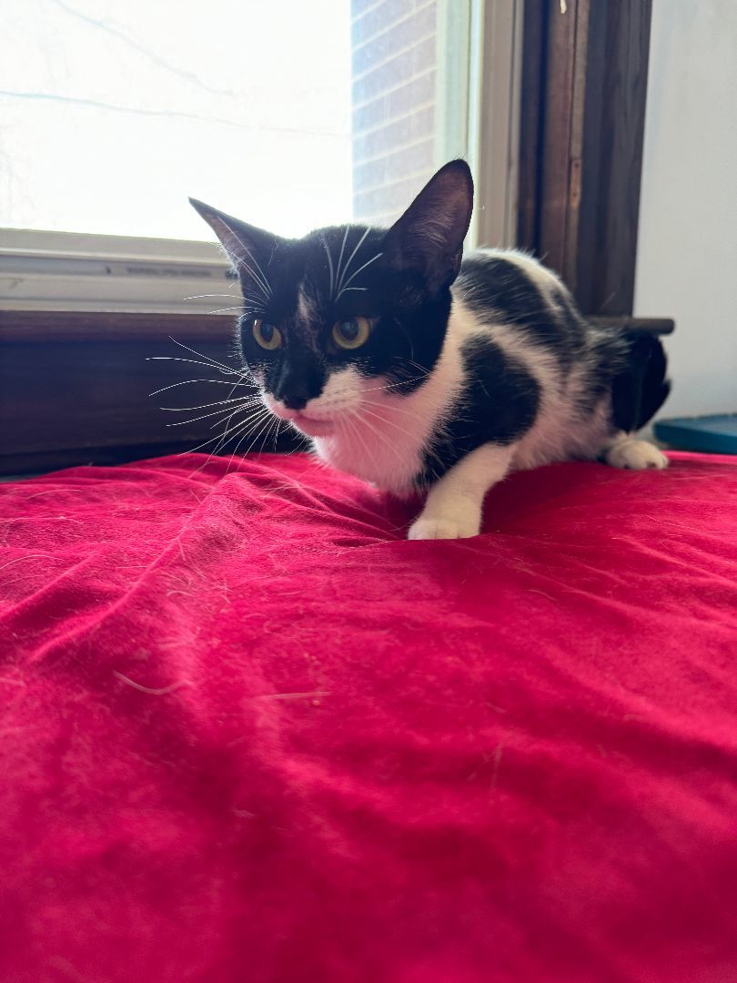 Enlarge Valantina, a Adopted American Shorthair in Frederick, MD image 3/4